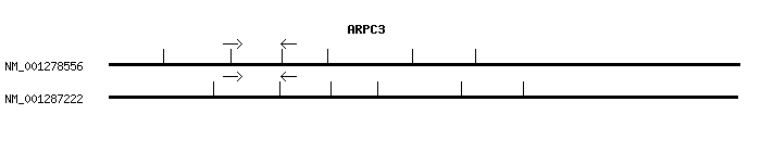 Human ARPC3 qPCR primer set (NM_001278556)