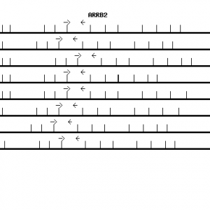 Human ARRB2 qPCR primer set (NM_004313)