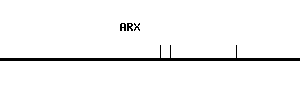 Human ARX qPCR primer set (NM_139058)