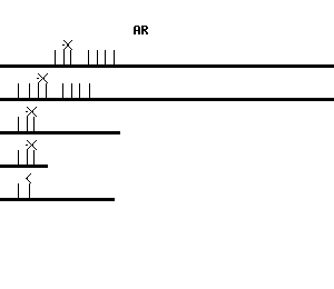 Human AR qPCR primer set (NM_000044)