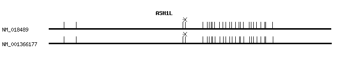 Human ASH1L qPCR primer set (NM_018489)