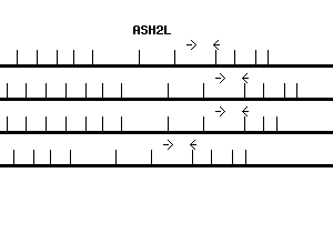 Human ASH2L qPCR primer set (NM_004674)