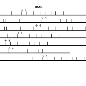 Human ASNS qPCR primer set (NM_001673)