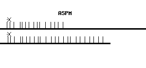 Human ASPM qPCR primer set (NM_018136)
