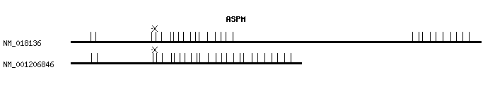 Human ASPM qPCR primer set (NM_018136)