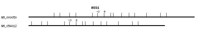 Human ASS1 qPCR primer set (NM_000050)