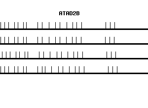 Human ATAD2B qPCR primer set (NM_017552)