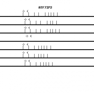 Human ATF7IP2 qPCR primer set (NM_024997)