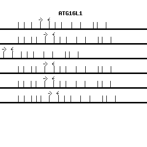 Human ATG16L1 qPCR primer set (NM_017974)