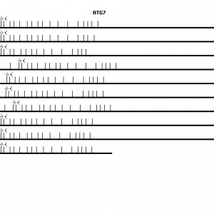 Human ATG7 qPCR primer set (NM_006395)