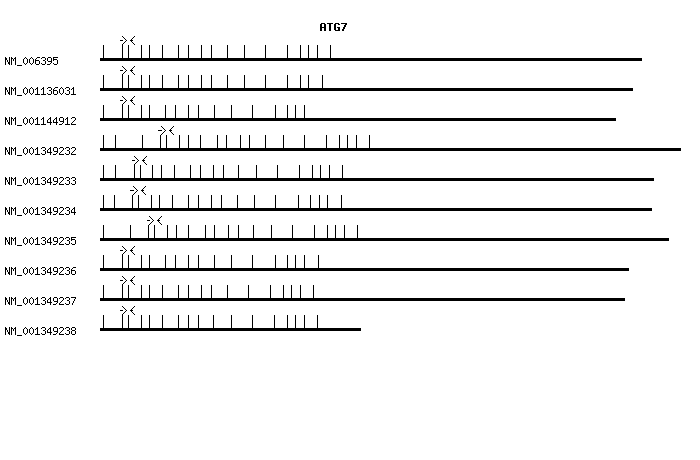 Human ATG7 qPCR primer set (NM_006395)