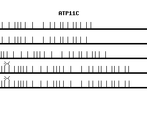 Human ATP11C qPCR primer set (NM_173694)