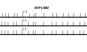 Human ATP13A2 qPCR primer set (NM_022089)