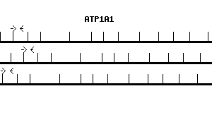 Human ATP1A1 qPCR primer set (NM_000701)