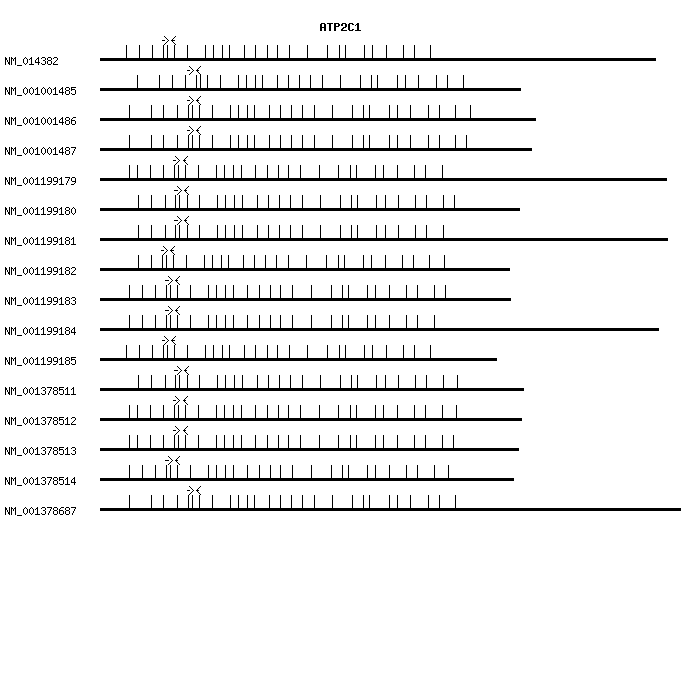 Human ATP2C1 qPCR primer set (NM_014382)