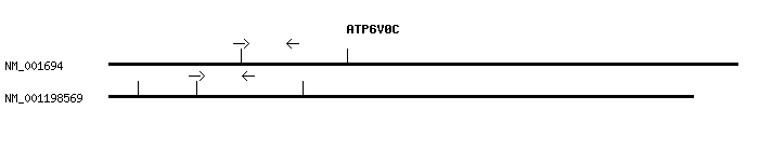 Human ATP6V0C qPCR primer set (NM_001694)