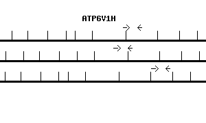 Human ATP6V1H qPCR primer set (NM_015941)