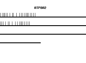 Human ATP8A2 qPCR primer set (NM_016529)