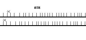Human ATR qPCR primer set (NM_001184)