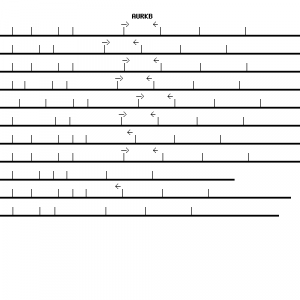 Human AURKB qPCR primer set (NM_004217)