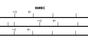 Human AURKC qPCR primer set (NM_003160)