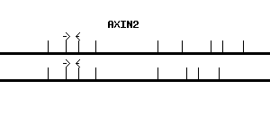 Human AXIN2 qPCR primer set (NM_004655)