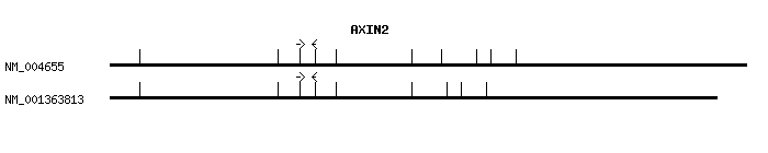 Human AXIN2 qPCR primer set (NM_004655)