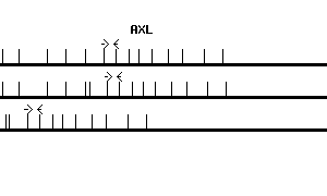 Human AXL qPCR primer set (NM_001699)