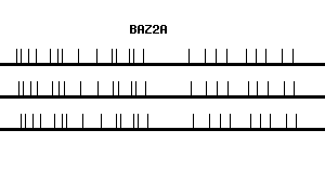 Human BAZ2A qPCR primer set (NM_013449)