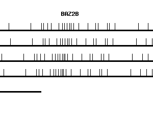 Human BAZ2B qPCR primer set (NM_013450)