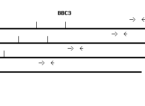 Human BBC3 qPCR primer set (NM_014417)