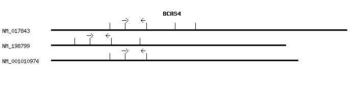 Human BCAS4 qPCR primer set (NM_017843)
