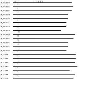 Human BCLAF1 qPCR primer set (NM_014739)