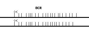 Human BCR qPCR primer set (NM_004327)