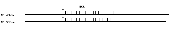 Human BCR qPCR primer set (NM_004327)