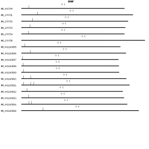 Human BDNF qPCR primer set (NM_001709)