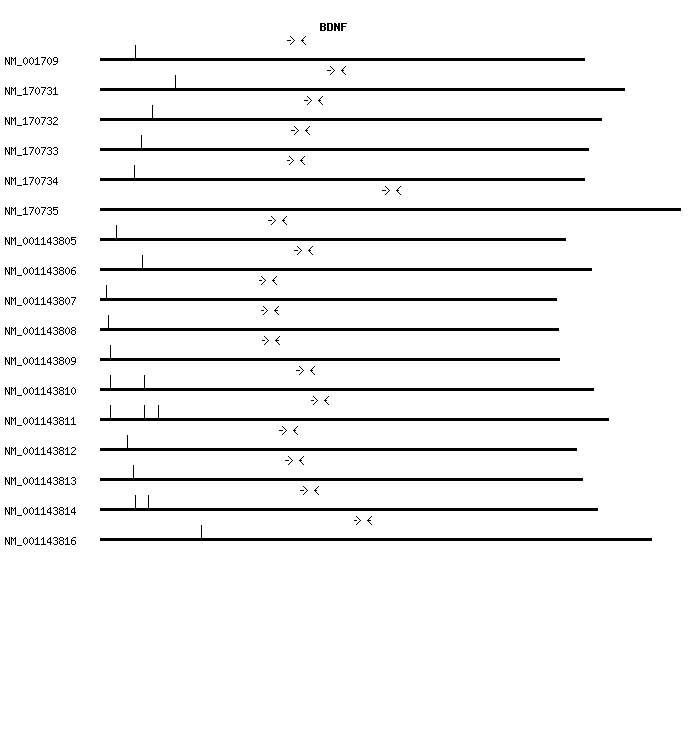 Human BDNF qPCR primer set (NM_001709)