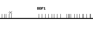 Human BDP1 qPCR primer set (NM_018429)