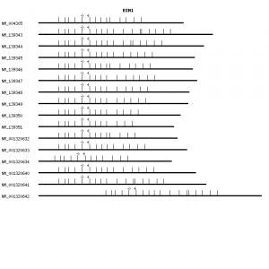 Human BIN1 qPCR primer set (NM_004305)