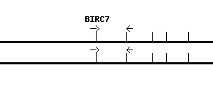 Human BIRC7 qPCR primer set (NM_022161)