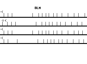 Human BLM qPCR primer set (NM_000057)