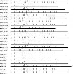 Human BMAL1 qPCR primer set (NM_001178)
