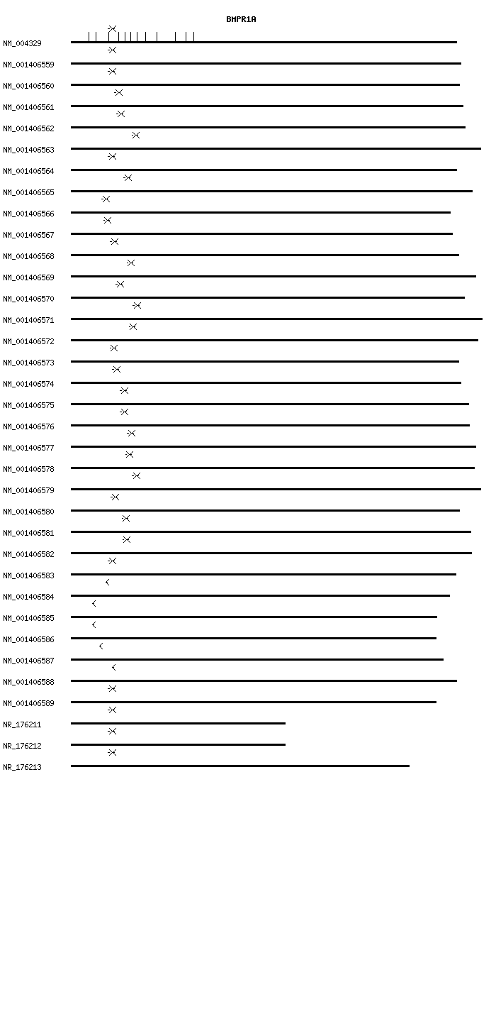 Human BMPR1A qPCR primer set (NM_004329)