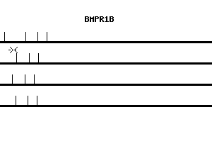 Human BMPR1B qPCR primer set (NM_001203)
