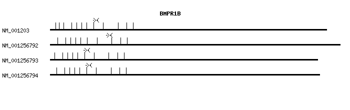 Human BMPR1B qPCR primer set (NM_001203)