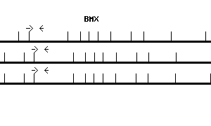 Human BMX qPCR primer set (NM_001721)
