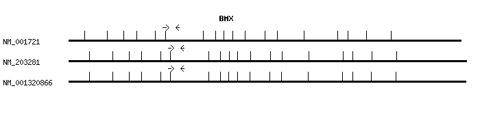 Human BMX qPCR primer set (NM_001721)
