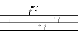 Human BPGM qPCR primer set (NM_001724)