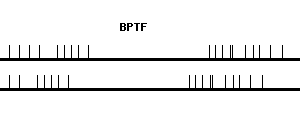 Human BPTF qPCR primer set (NM_004459)