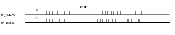 Human BPTF qPCR primer set (NM_004459)